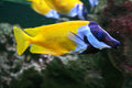Foxface Rabbitfish (Siganus vulpinus)