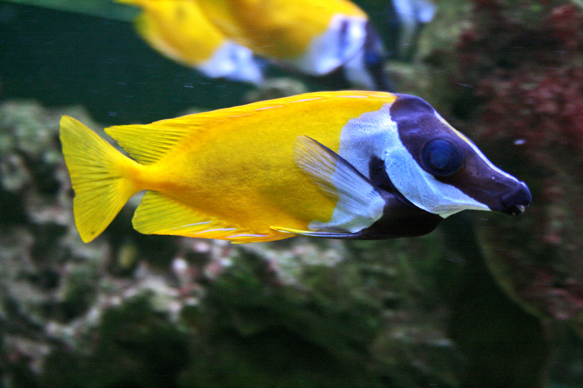 Foxface Rabbitfish (Siganus vulpinus)