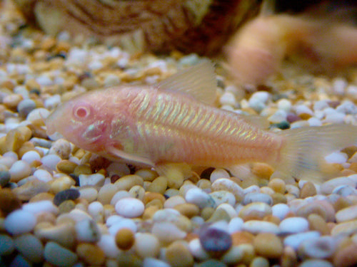 Albino Cory (Corydoras aeneus) — public domain via Wikimedia Commons