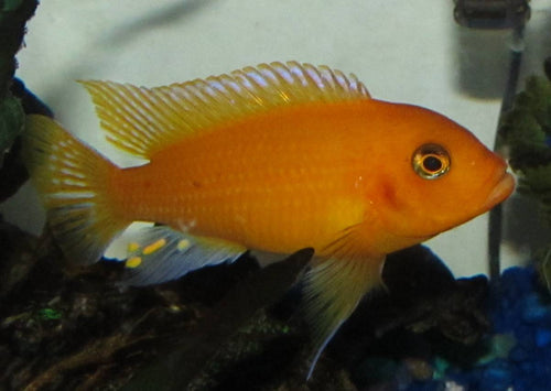 Male Red Zebra African Cichlid (Maylandia estherae) — Gourami Watcher, CC BY-SA 3.0 via Wikimedia Commons