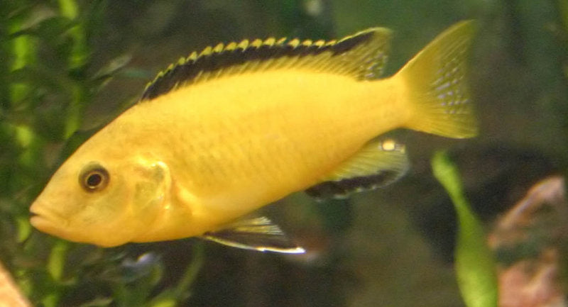 Representative African cichlid (Labidochromis caeruleus) — real specimen photo via Wikimedia Commons
