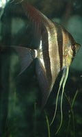 Freshwater Angelfish (Pterophyllum scalare) — James St. John, CC BY 2.0 via Wikimedia Commons