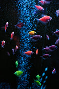 School of fluorescent aquarium fish glowing under blue-blacklight style lighting in a dark tank — Unsplash