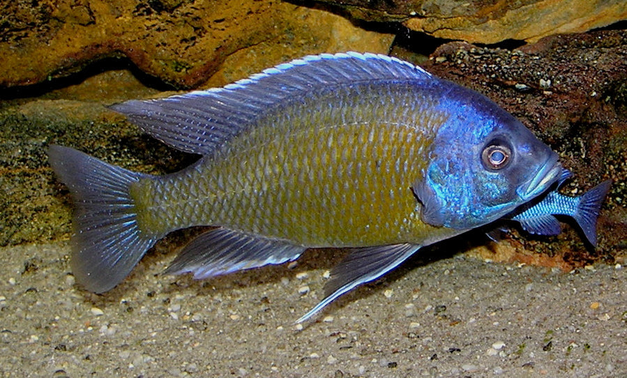 Representative Hap cichlid (Copadichromis borleyi) — Dr. David Midgley, CC BY-SA 2.5 via Wikimedia Commons