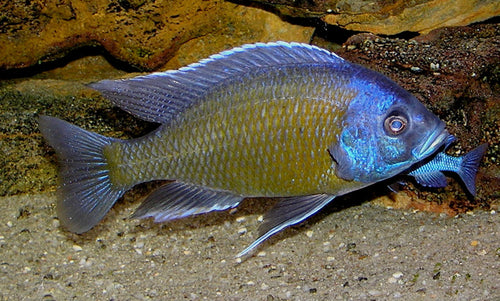 Representative Hap cichlid (Copadichromis borleyi) — Dr. David Midgley, CC BY-SA 2.5 via Wikimedia Commons