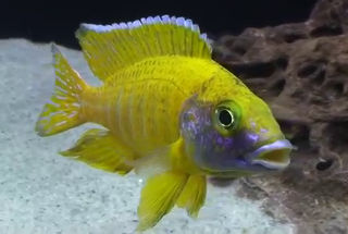 Representative small Hap/Peacock cichlid (Aulonocara hansbaenschi) — Georgebonbon, CC BY-SA 4.0 via Wikimedia Commons