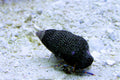Marine hermit crab (Clibanarius tricolor), real specimen photo — Nat Tarbox, CC BY 2.0
