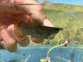 Common Molly (Poecilia sphenops) — James-LaFontaine, CC BY 4.0 via Wikimedia Commons