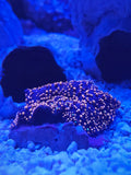 Assorted mushroom coral under blue reef lighting