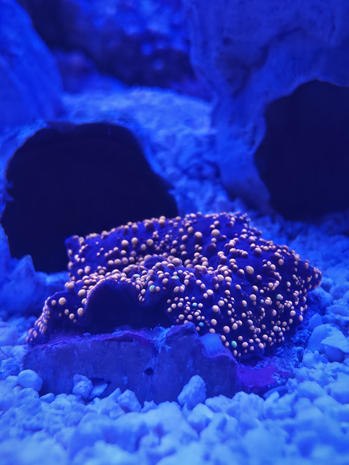 Assorted mushroom coral under blue reef lighting