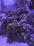 Assorted Zoa frag at DNA Aquatic