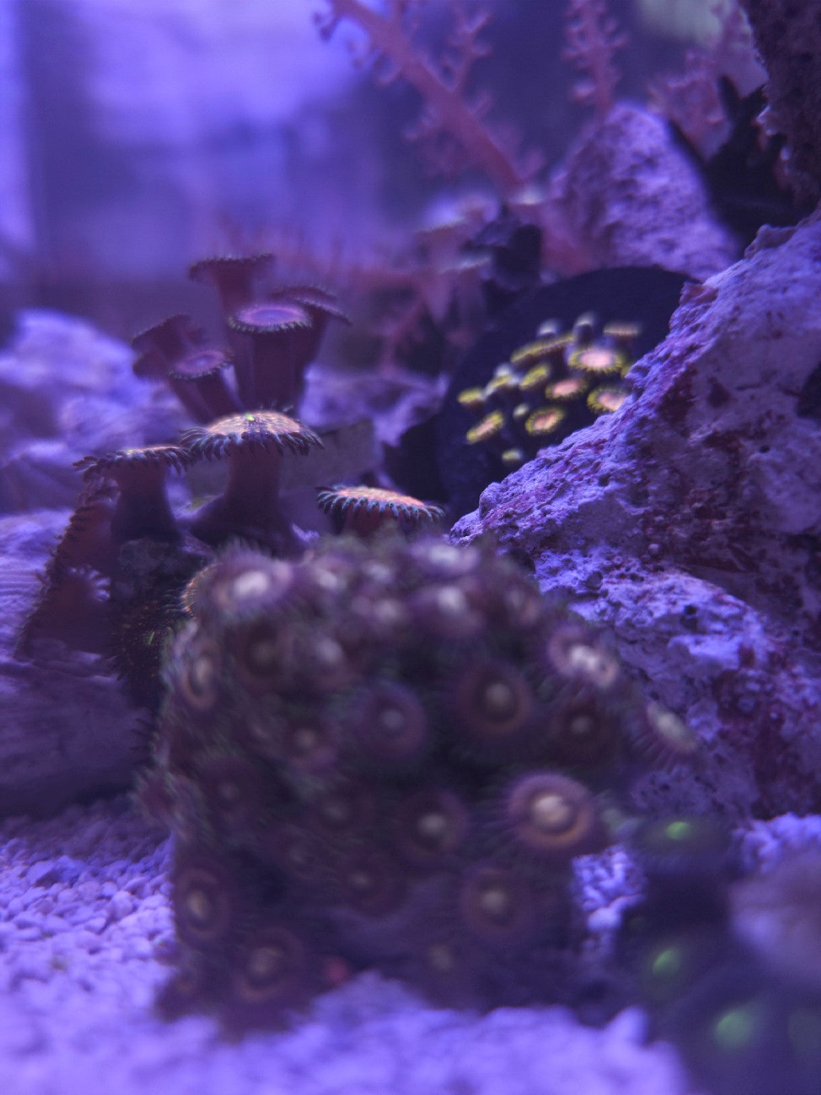 Assorted Zoa frag at DNA Aquatic