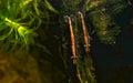 Real Bamboo Shrimp (Atyopsis moluccensis)