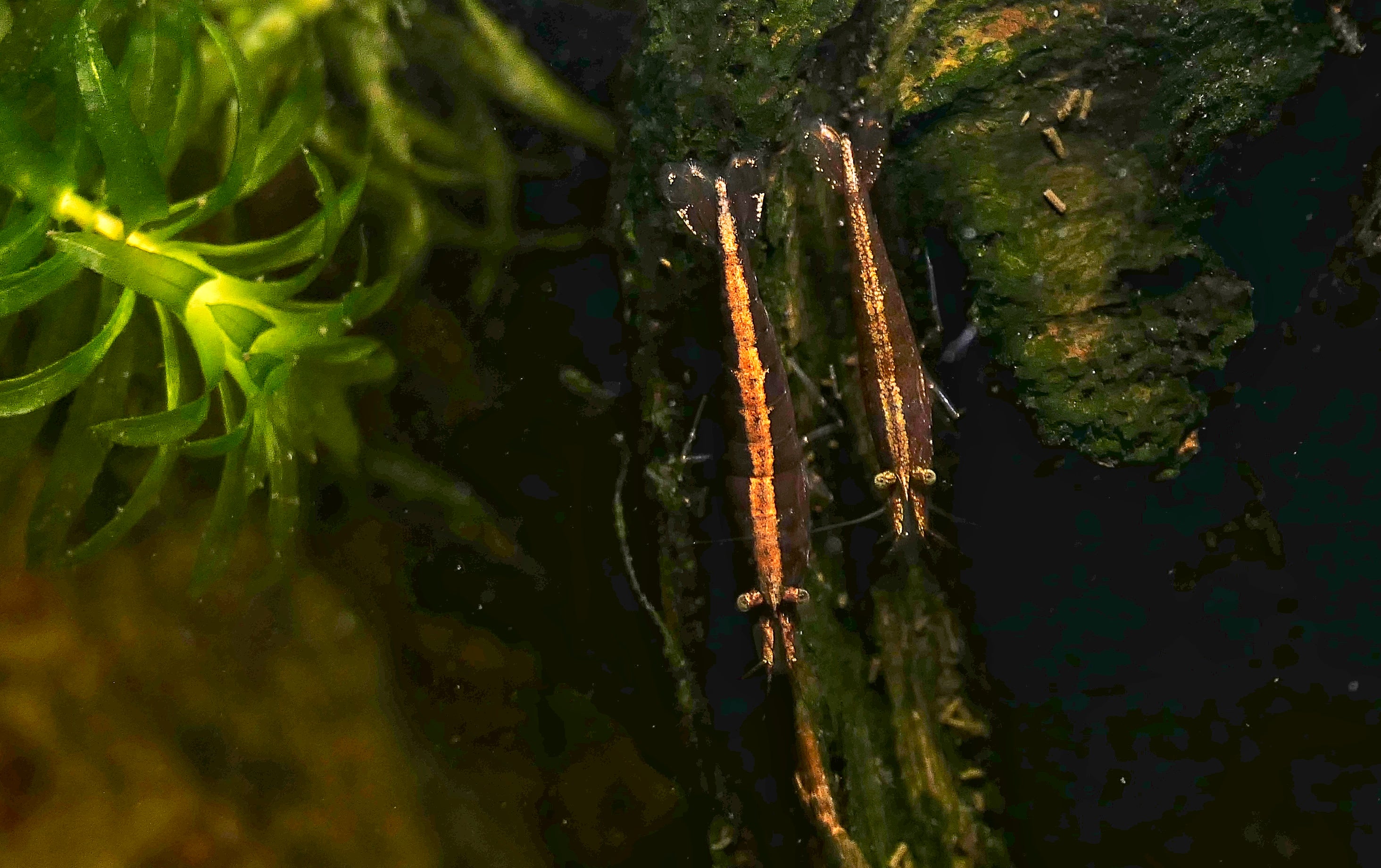 Real Bamboo Shrimp (Atyopsis moluccensis)