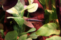 Black Neon Tetra (Hyphessobrycon herbertaxelrodi) — photo by Juan R. Lascorz, CC BY-SA 3.0 via Wikimedia Commons