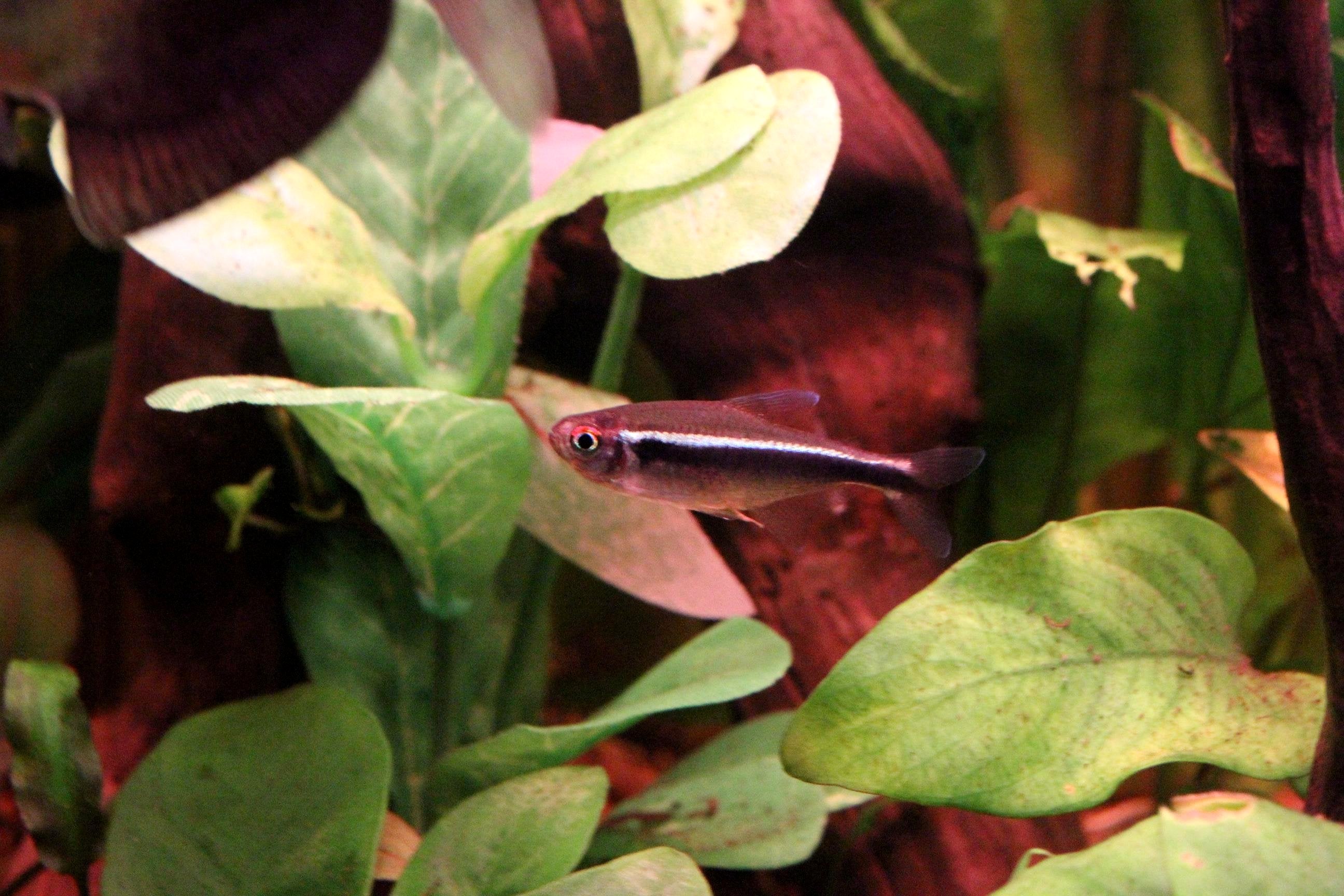 Black Neon Tetra (Hyphessobrycon herbertaxelrodi) — photo by Juan R. Lascorz, CC BY-SA 3.0 via Wikimedia Commons