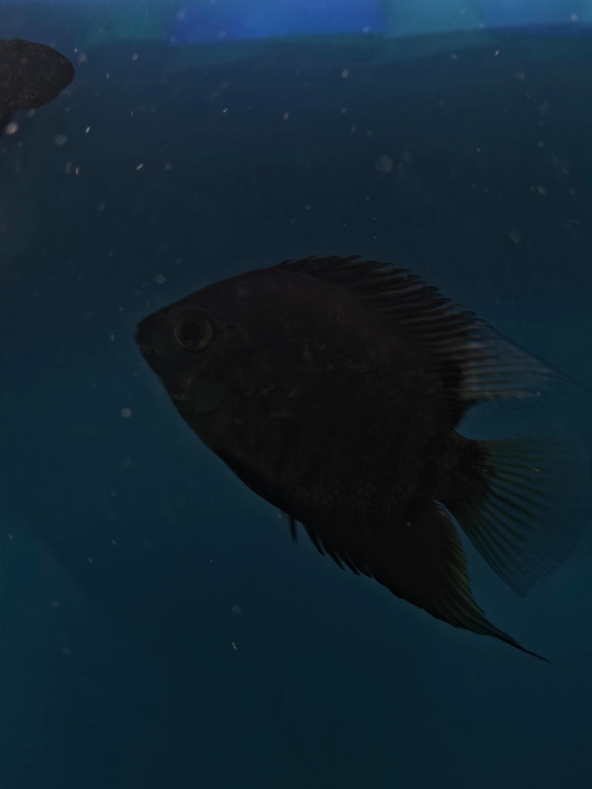Black Parrot Cichlid photographed in store