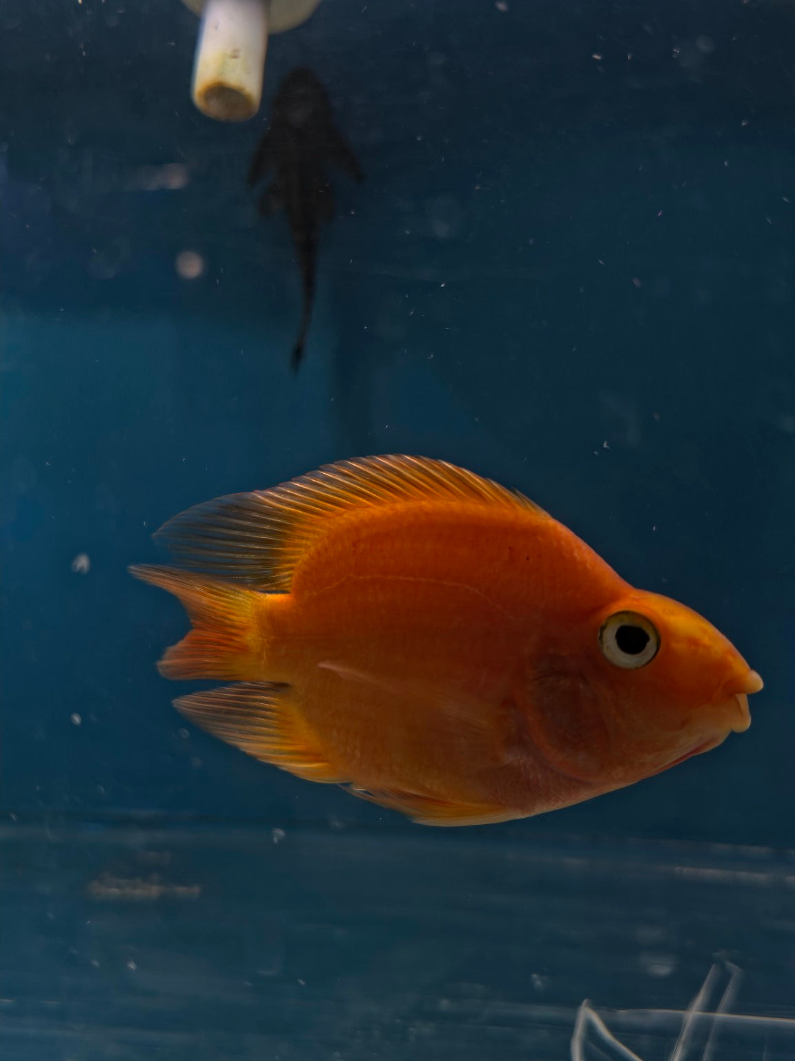 Blood Parrot Cichlid photographed in store