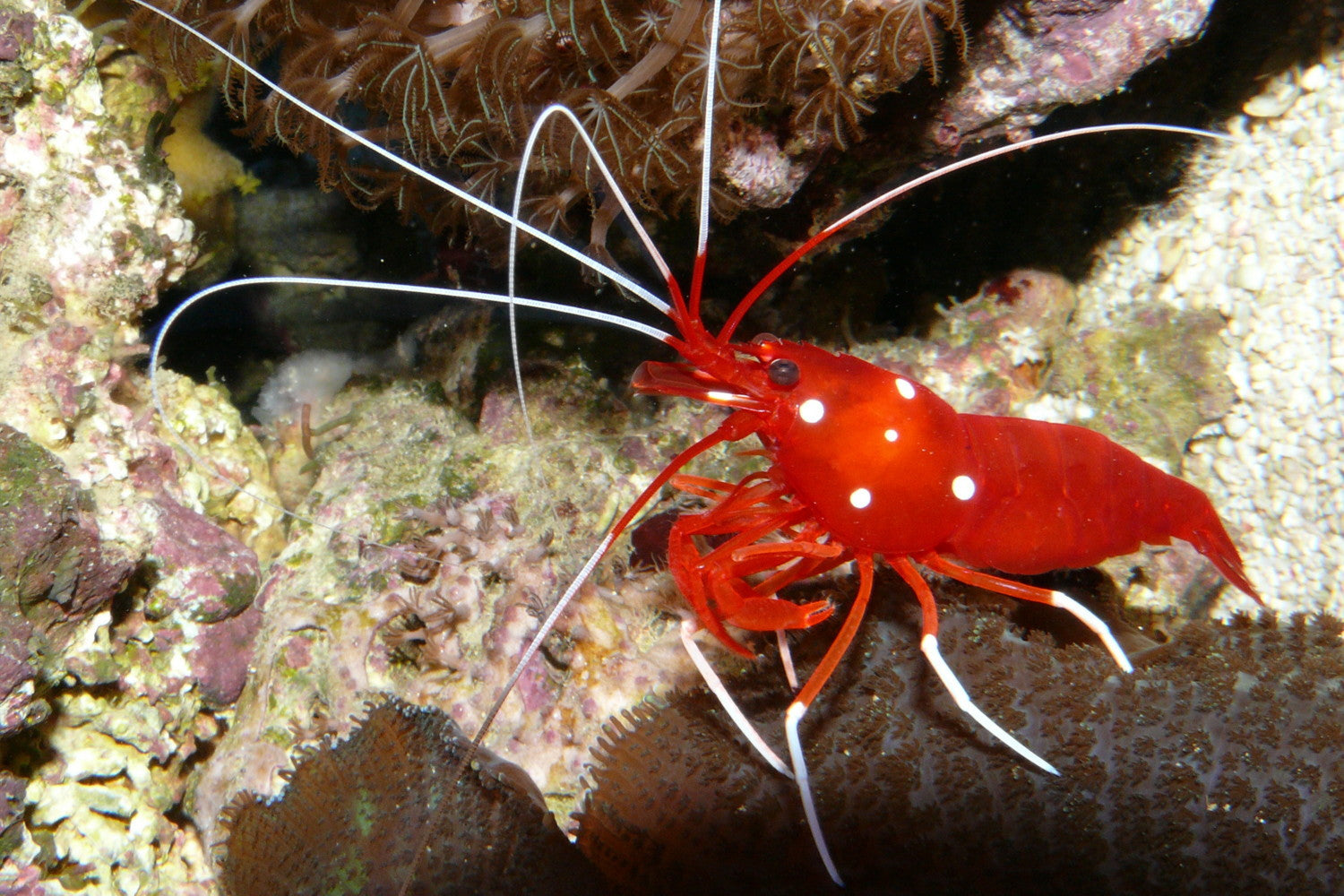 Blood Shrimp (Lysmata debelius), real specimen photo — Haplochromis / Wikimedia Commons, CC BY-SA 3.0