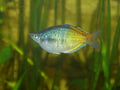 Boesemani Rainbowfish (Melanotaenia boesemani) — NasserHalaweh, CC BY-SA 4.0 via Wikimedia Commons