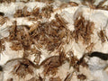 Crickets in a large rearing container