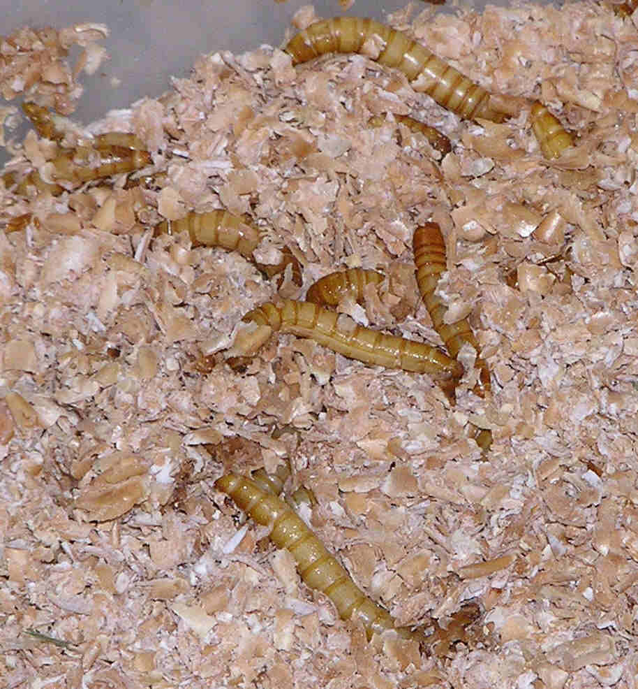 Bulk live mealworms in a plastic container with bran