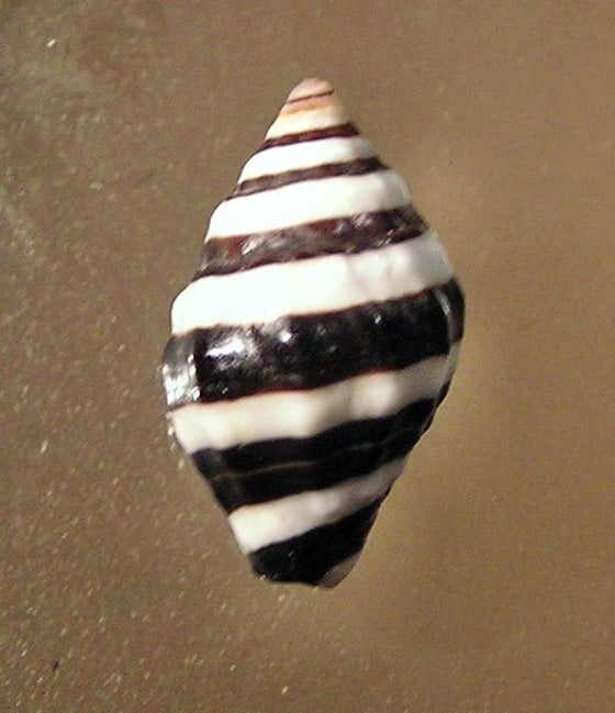 Bumble Bee Snail (Engina mendicaria), real specimen photo — Wikimedia Commons