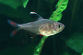 Real Candy Cane Tetra (Hyphessobrycon bentosi)