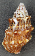 Cerith snail (Cerithium litteratum), real specimen photo — James St. John, CC BY 2.0