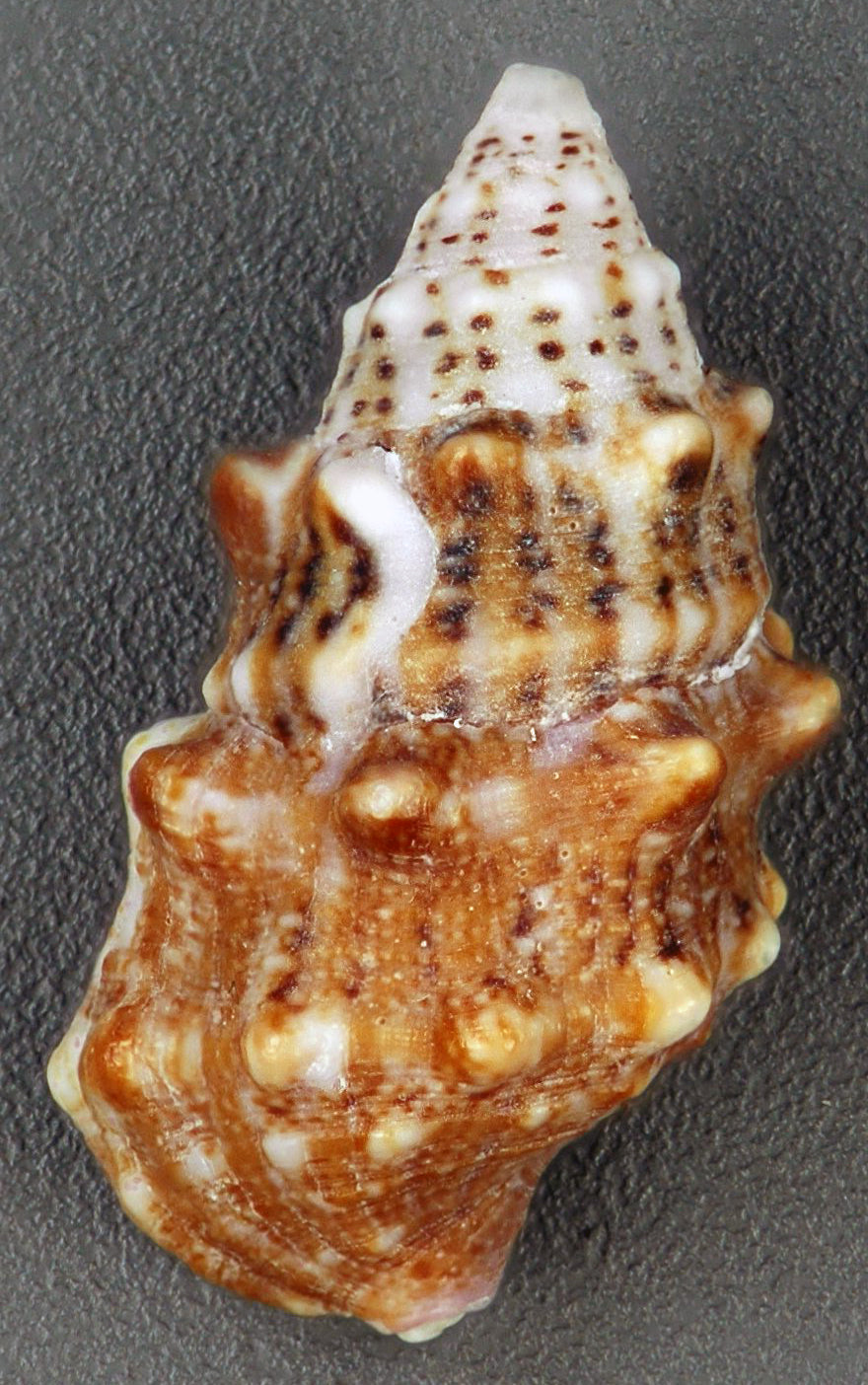 Cerith snail (Cerithium litteratum), real specimen photo — James St. John, CC BY 2.0