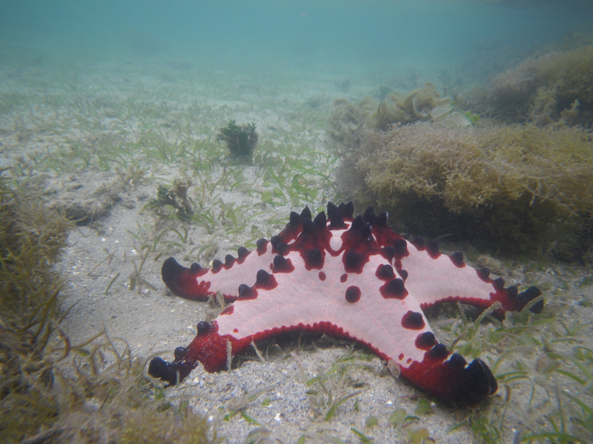 Chocolate Chip Sea Star (Protoreaster nodosus), real specimen photo — coenobita / Wikimedia Commons, CC BY 4.0