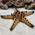 Representative image of Chocolate Chip Starfish