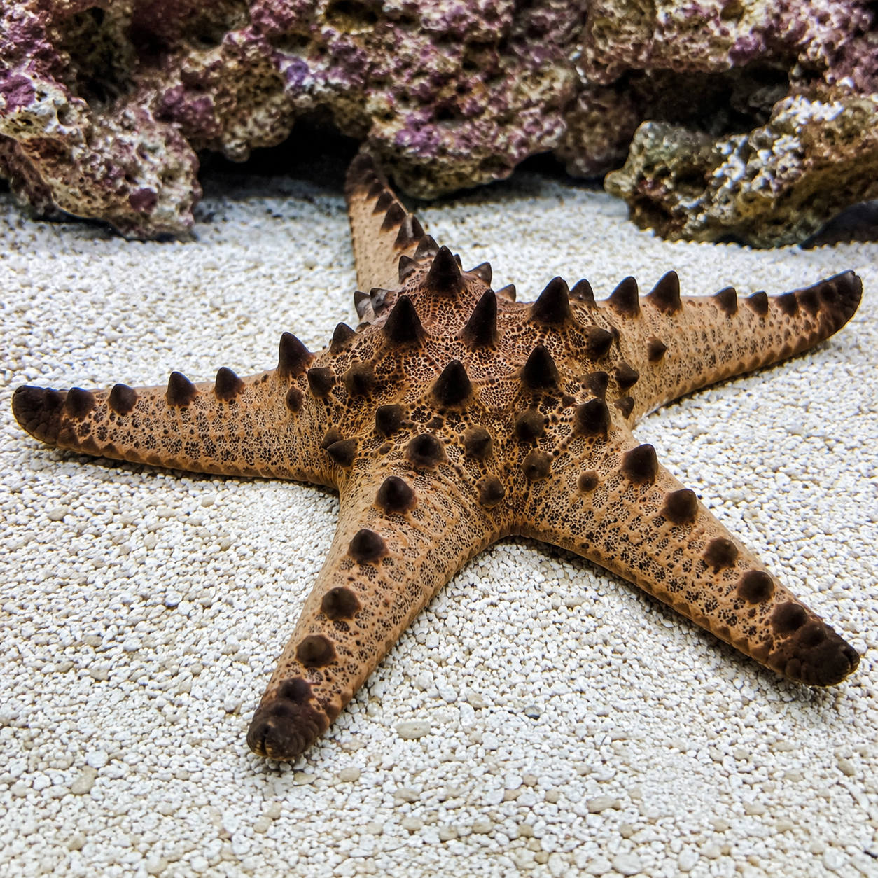 Representative image of Chocolate Chip Starfish