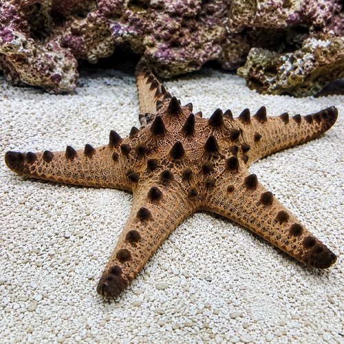 Representative image of Chocolate Chip Starfish