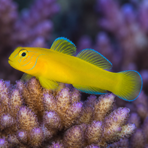 Representative image of Citron Goby