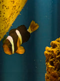 Actual Clarkii Clownfish
