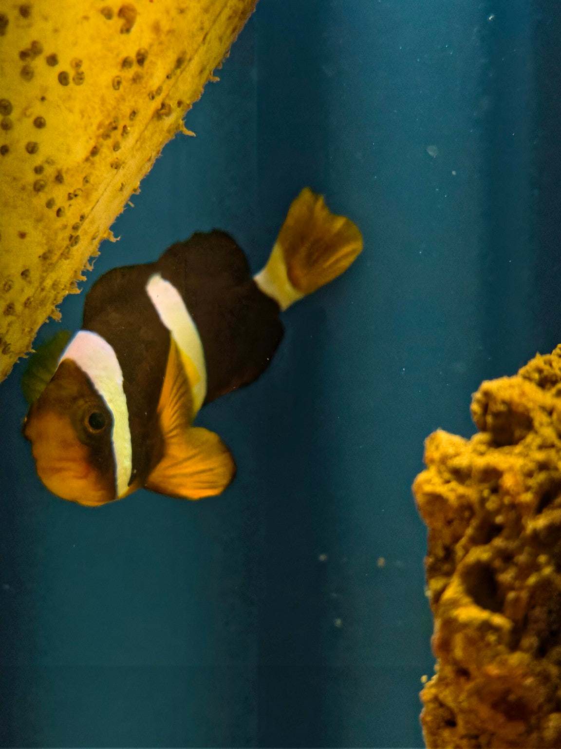 Actual Clarkii Clownfish