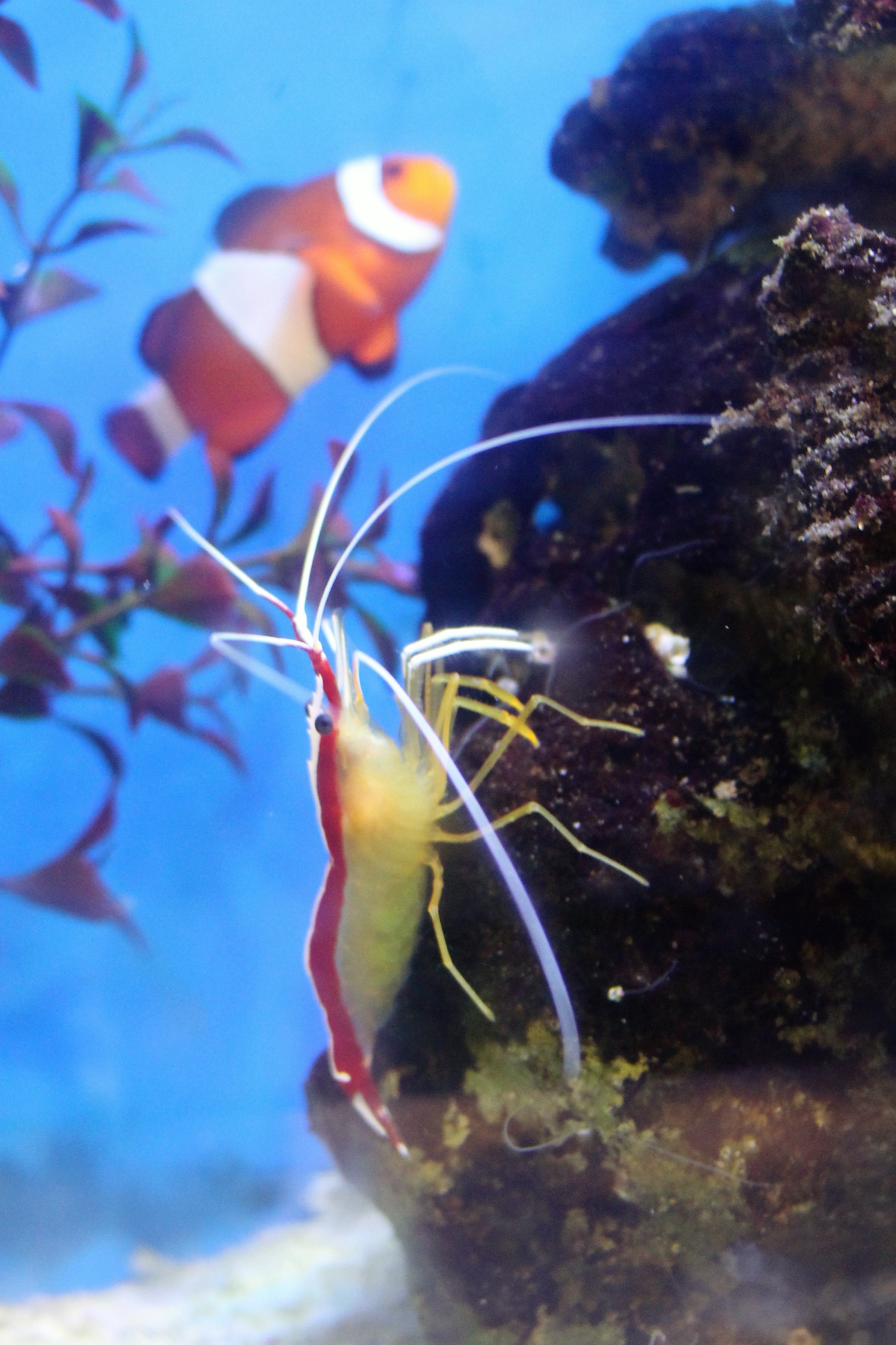 Cleaner Shrimp (Lysmata amboinensis), real specimen photo — Izuzuki / Wikimedia Commons, CC BY-SA 4.0