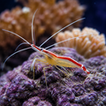 Representative image of Cleaner Shrimp