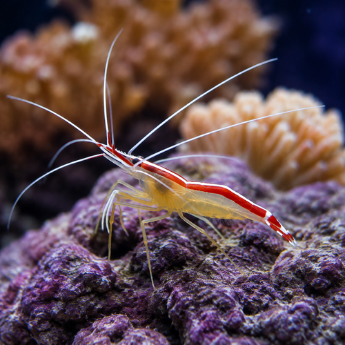 Representative image of Cleaner Shrimp