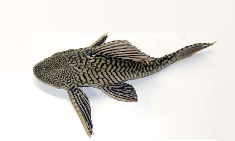 Real large Common Pleco type (Pterygoplichthys species)