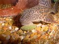 Real juvenile Common Pleco type (Pterygoplichthys pardalis) in an aquarium