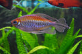 Congo Tetra (Phenacogrammus interruptus) — photo by Krzysztof Bartosik (7TP), CC BY-SA 4.0 via Wikimedia Commons