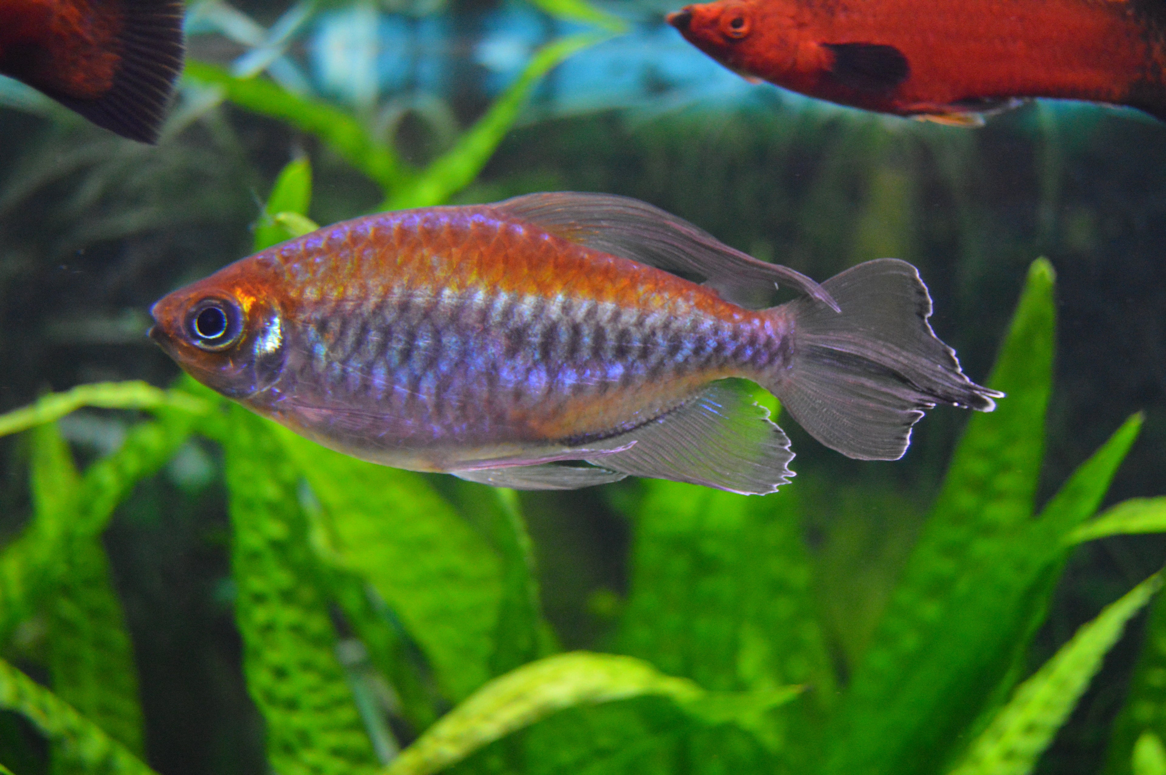 Congo Tetra (Phenacogrammus interruptus) — photo by Krzysztof Bartosik (7TP), CC BY-SA 4.0 via Wikimedia Commons