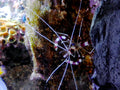 Real Coral Banded Shrimp (Stenopus hispidus)