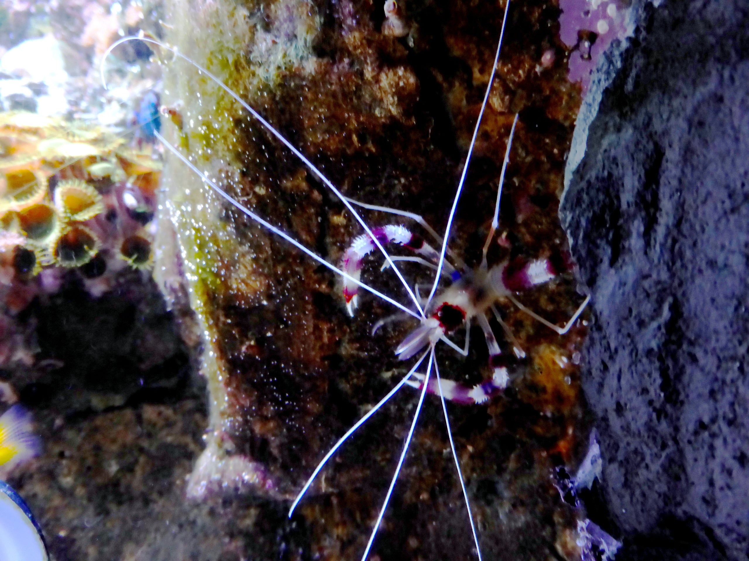 Real Coral Banded Shrimp (Stenopus hispidus)