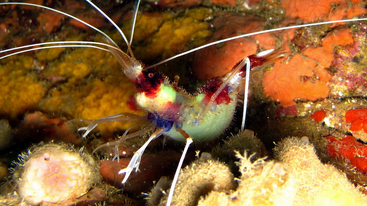Coral Banded Shrimp (Stenopus hispidus), real specimen photo — Divervincent / Wikimedia Commons, CC BY-SA 3.0