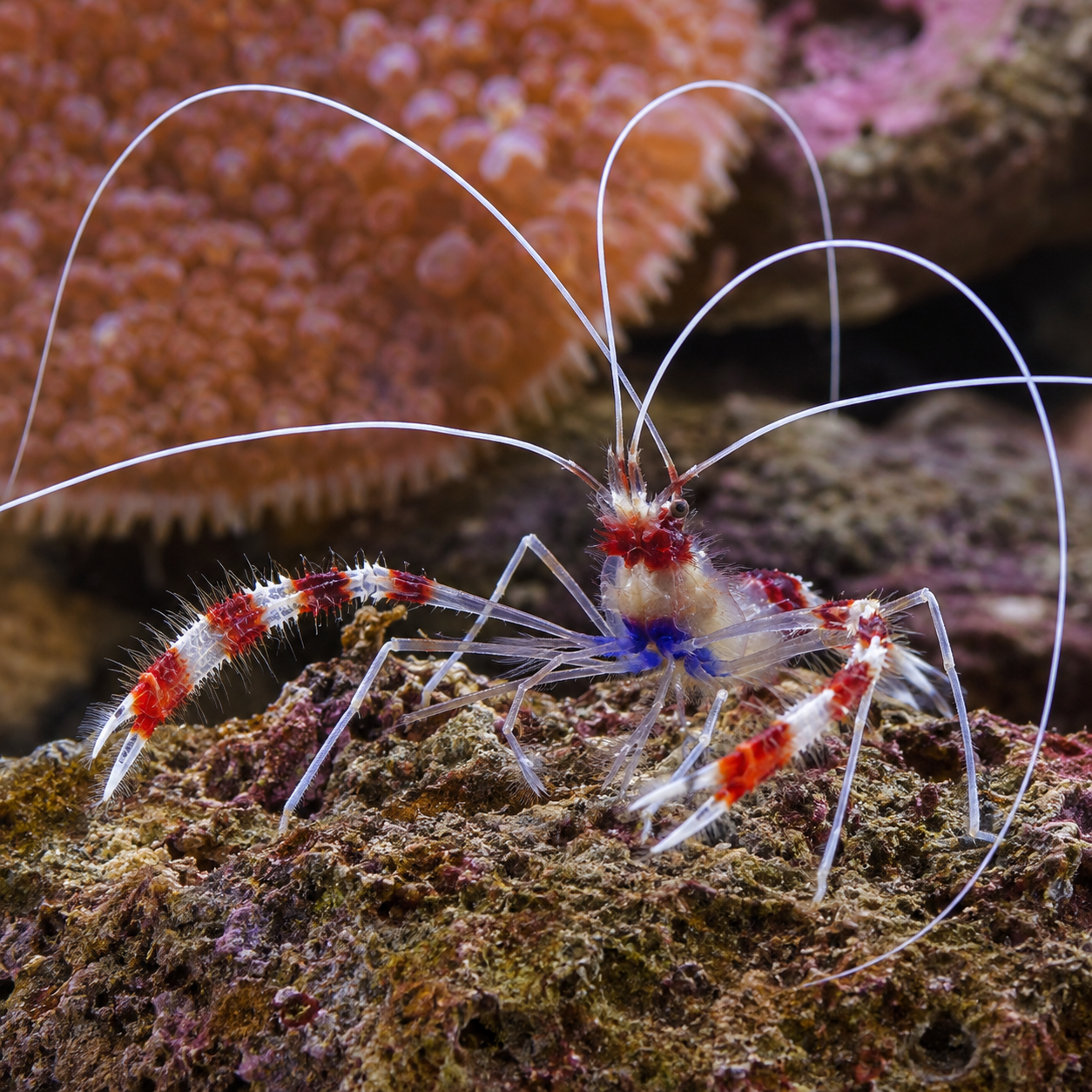 Representative image of Coral Banded Shrimp