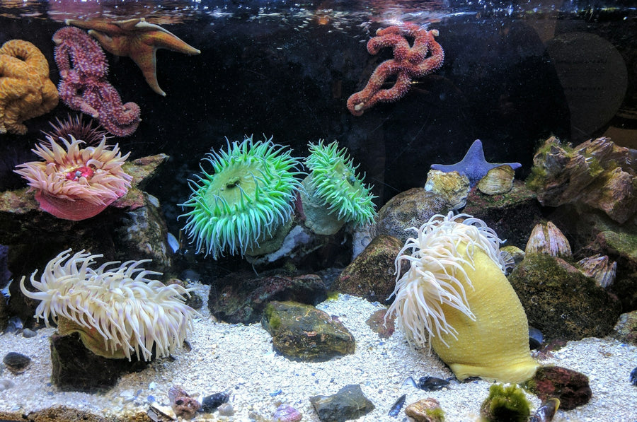 Reef aquarium for Coral Frag Club Tier 1