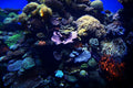 Vibrant coral reef aquarium for Coral Frag Club Tier 2